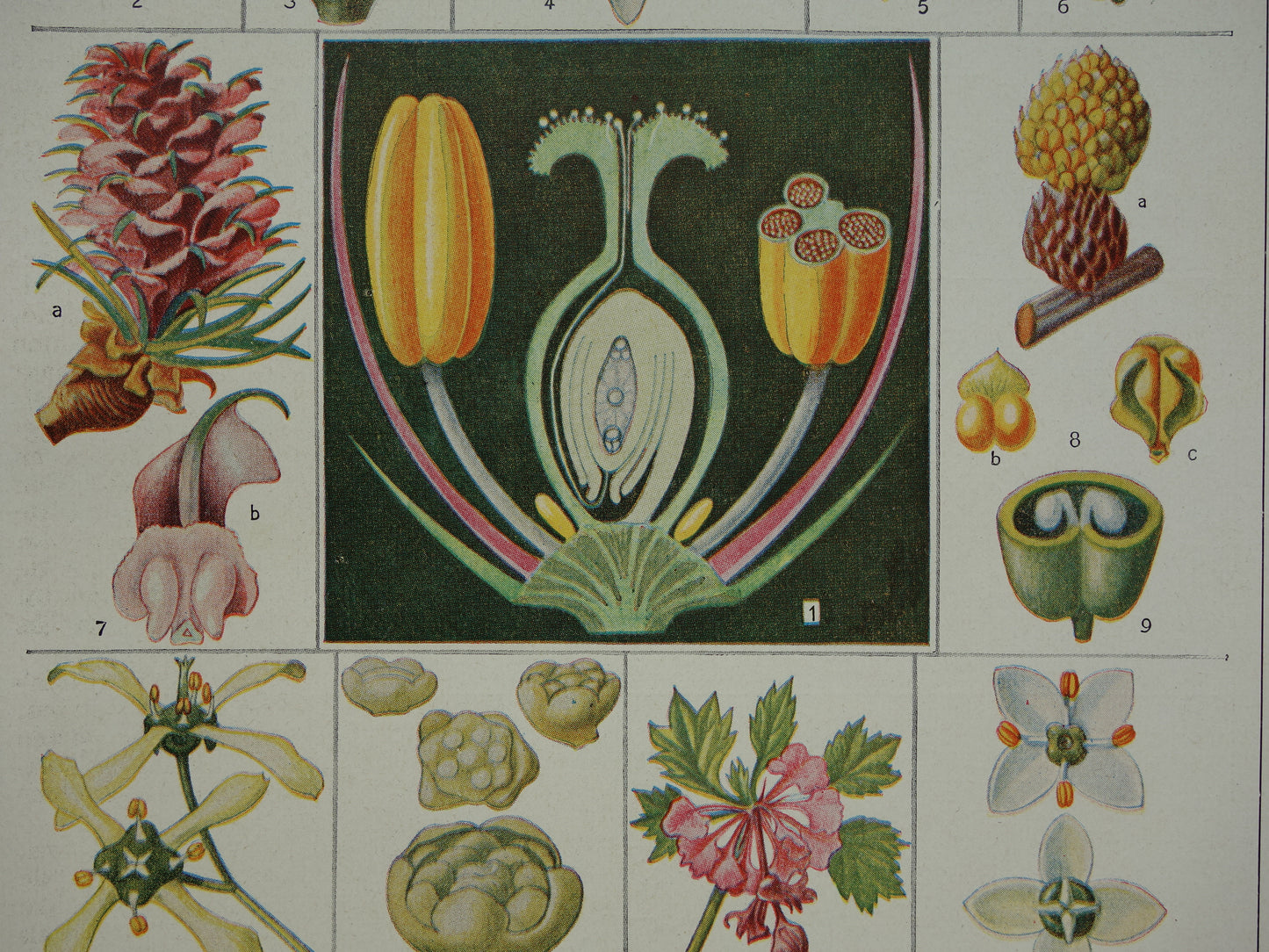 BLOEMEN Oude Botanische Prent Originele vintage planten anatomie illustratie Bloem Kleine print