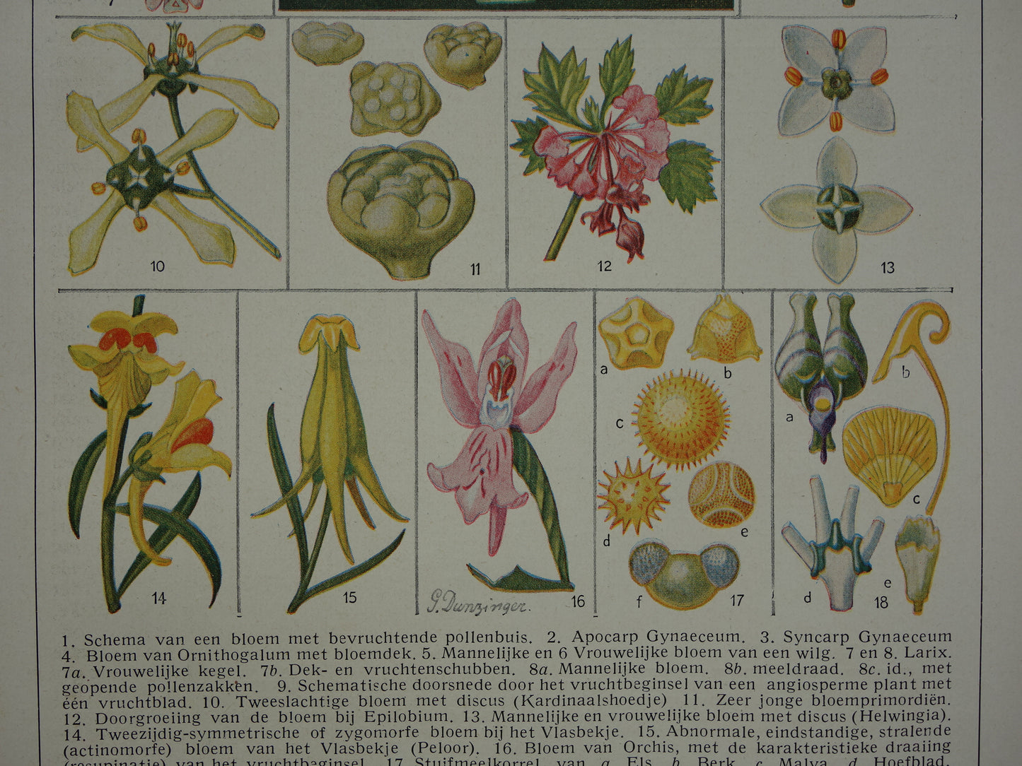 BLOEMEN Oude Botanische Prent Originele vintage planten anatomie illustratie Bloem Kleine print
