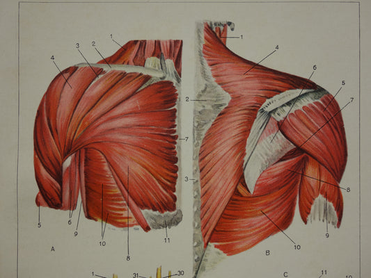 BORSTKAS Oude Anatomische Prent Originele vintage anatomie illustratie Borstholte Kleine print van Bovenzijde romp