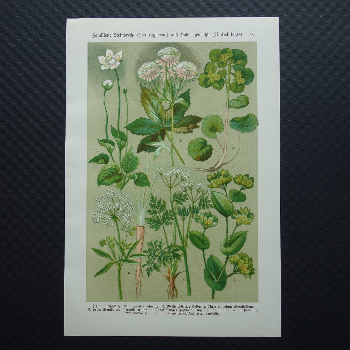 Vintage botanische prent Peterselie Kervel - 1911 originele oude illustratie Zeeuws knoopje - antieke planten bloemen prints