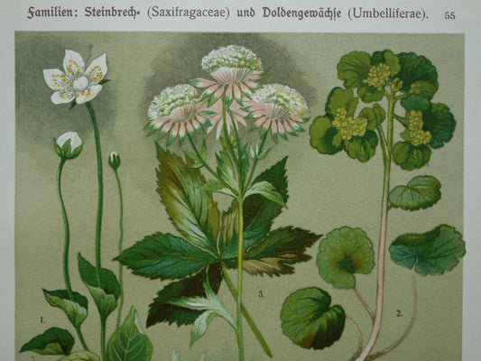 Vintage botanische prent Peterselie Kervel - 1911 originele oude illustratie Zeeuws knoopje - antieke planten bloemen prints