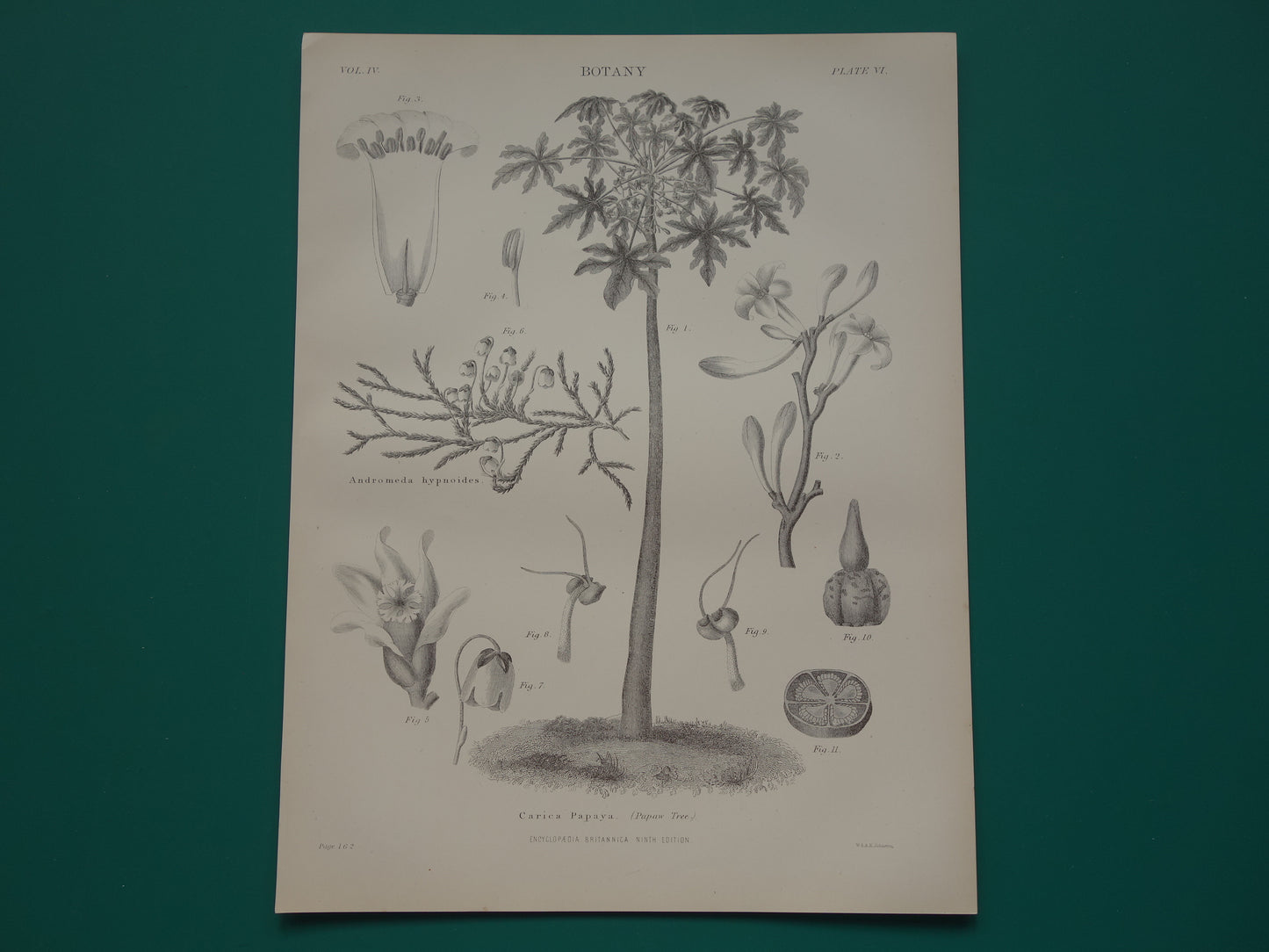 Papaja Antieke Botanische Prent van PapajaBoom Originele oude illustratie vintage print Carica Papaya