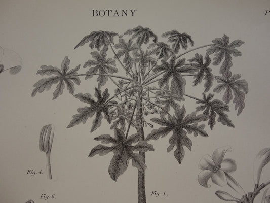 Papaja Antieke Botanische Prent van PapajaBoom Originele oude illustratie vintage print Carica Papaya