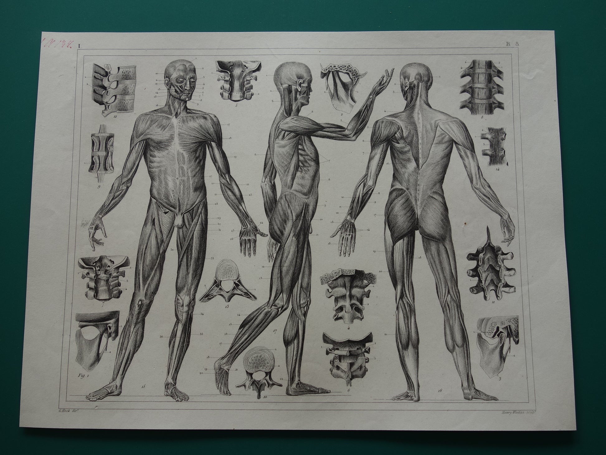 Oude Anatomie Prent Spieren van de Mens Originele 175+ jaar oude Illustratie Vintage Anatomische Prenten