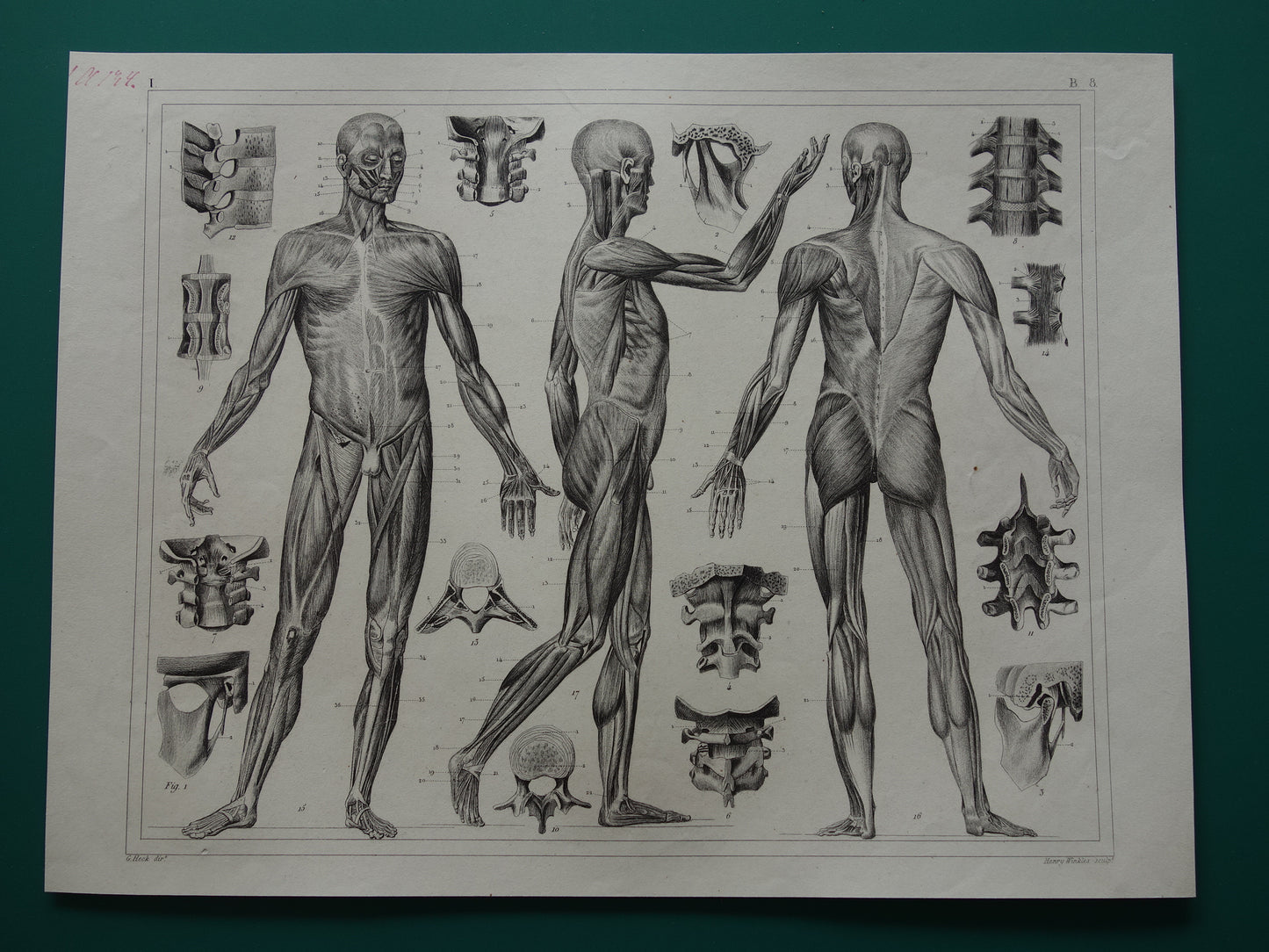 Oude Anatomie Prent Spieren van de Mens Originele 175+ jaar oude Illustratie Vintage Anatomische Prenten