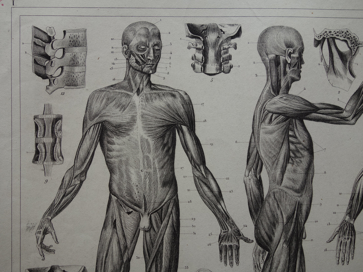 Oude Anatomie Prent Spieren van de Mens Originele 175+ jaar oude Illustratie Vintage Anatomische Prenten