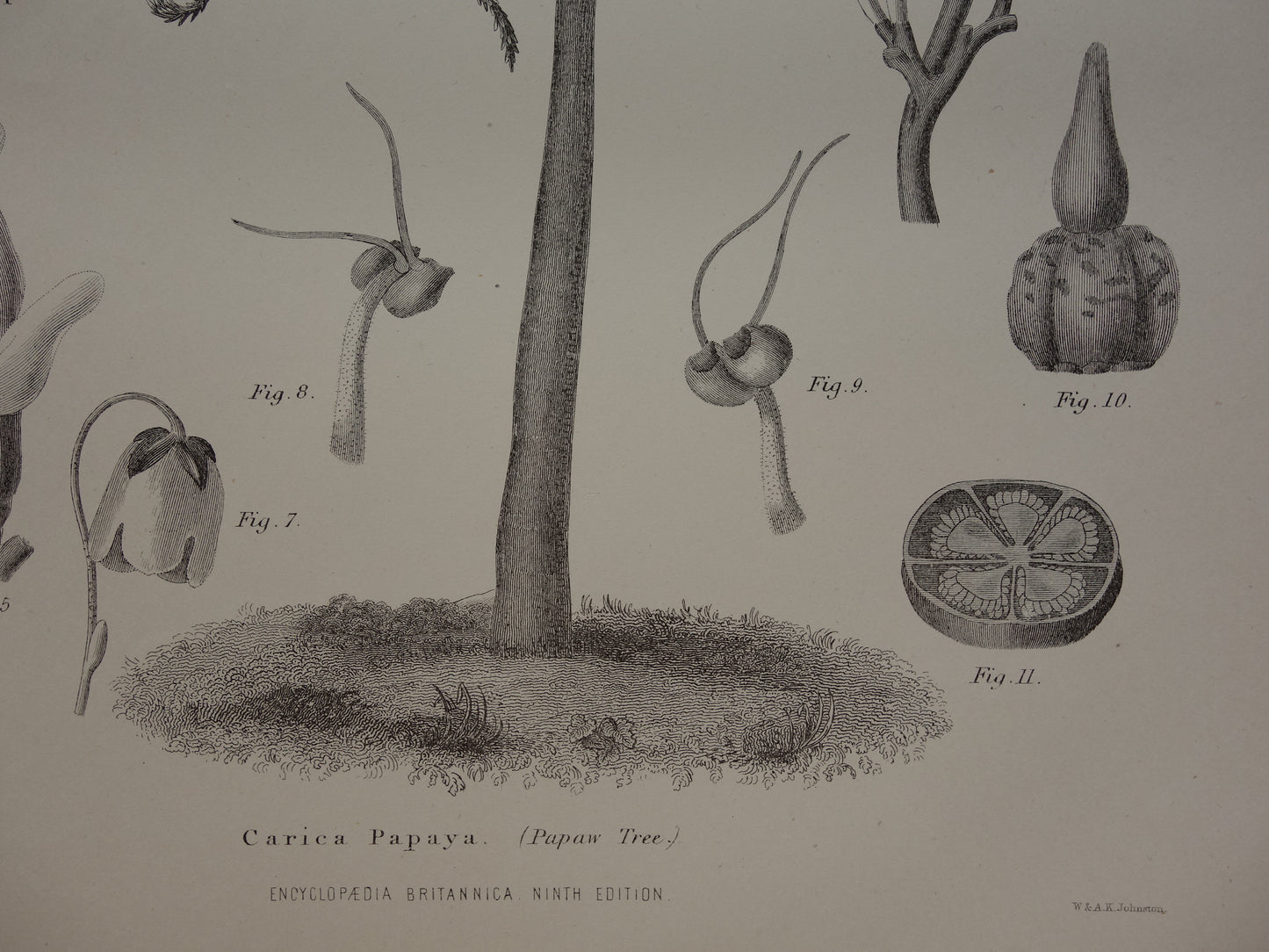 Papaja Antieke Botanische Prent van PapajaBoom Originele oude illustratie vintage print Carica Papaya