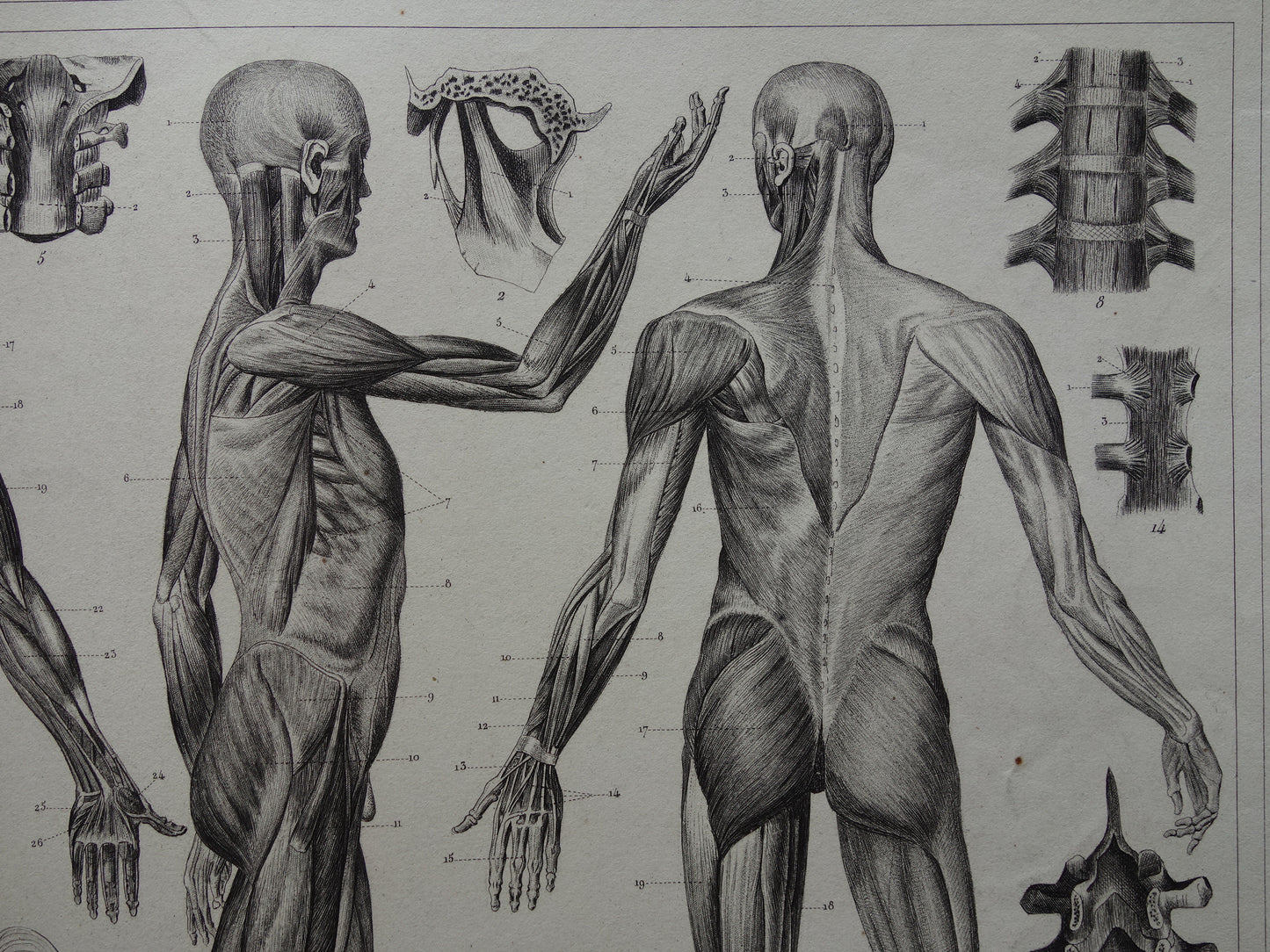 Oude Anatomie Prent Spieren van de Mens Originele 175+ jaar oude Illustratie Vintage Anatomische Prenten