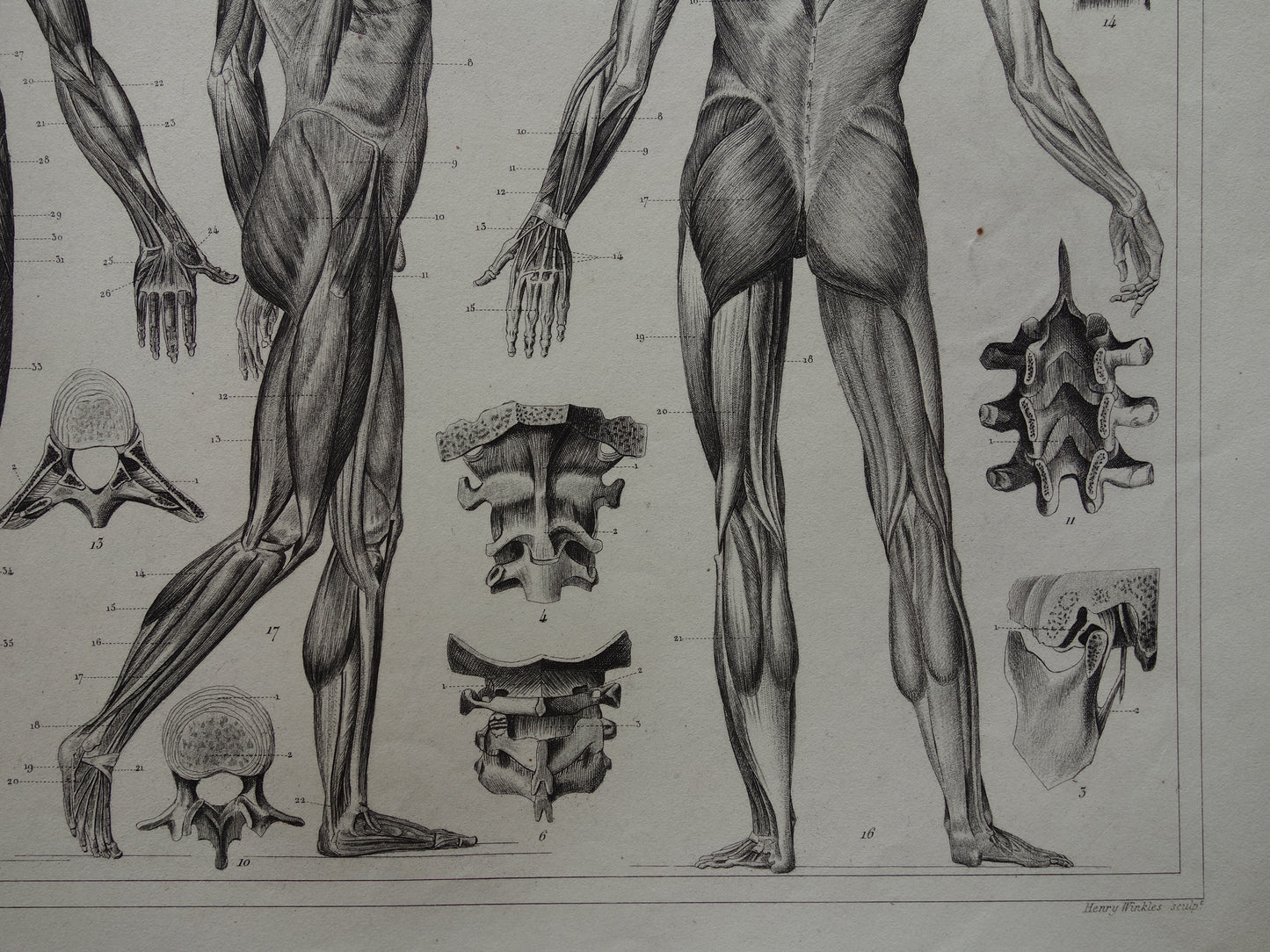 Oude Anatomie Prent Spieren van de Mens Originele 175+ jaar oude Illustratie Vintage Anatomische Prenten