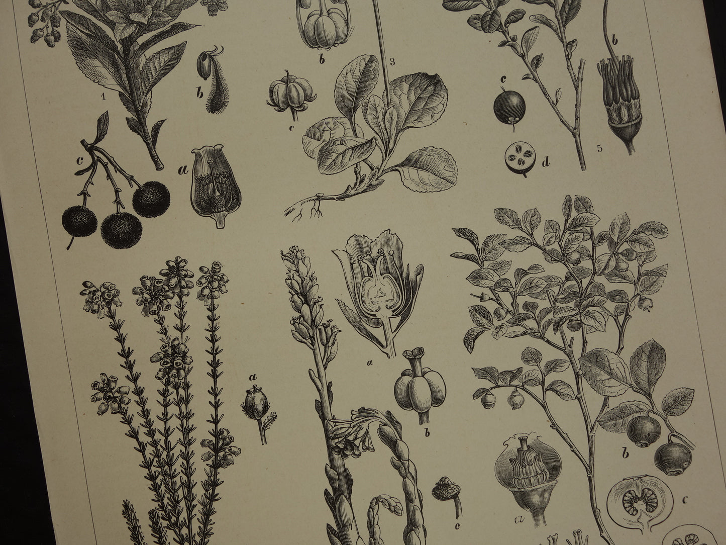 BOSBES Oude botanische prent uit 1907 over Ericaceae Blauwe en Rode Bosbessen Aardbeiboom antieke Nederlandse illustratie print