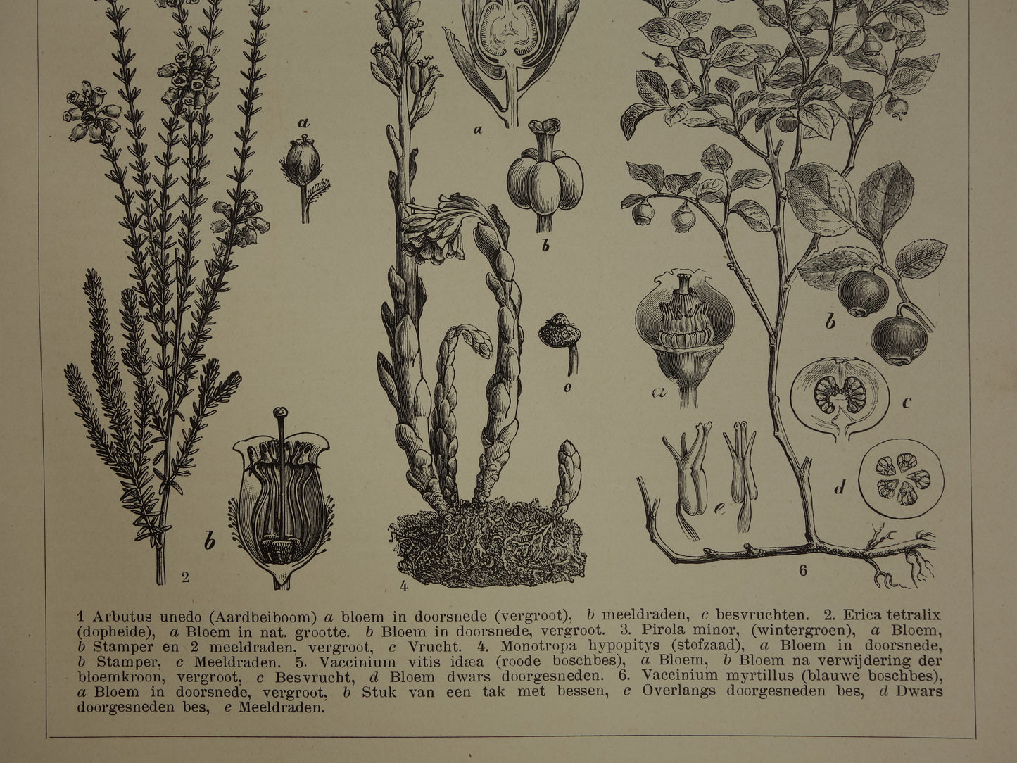 BOSBES Oude botanische prent uit 1907 over Ericaceae Blauwe en Rode Bosbessen Aardbeiboom antieke Nederlandse illustratie print