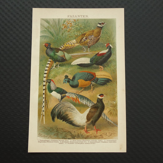FAZANTEN Oude prent uit 1907 originele Nederlandse antieke illustratie Fazant Oude prints vogels