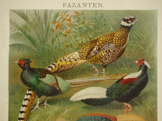 FAZANTEN Oude prent uit 1907 originele Nederlandse antieke illustratie Fazant Oude prints vogels