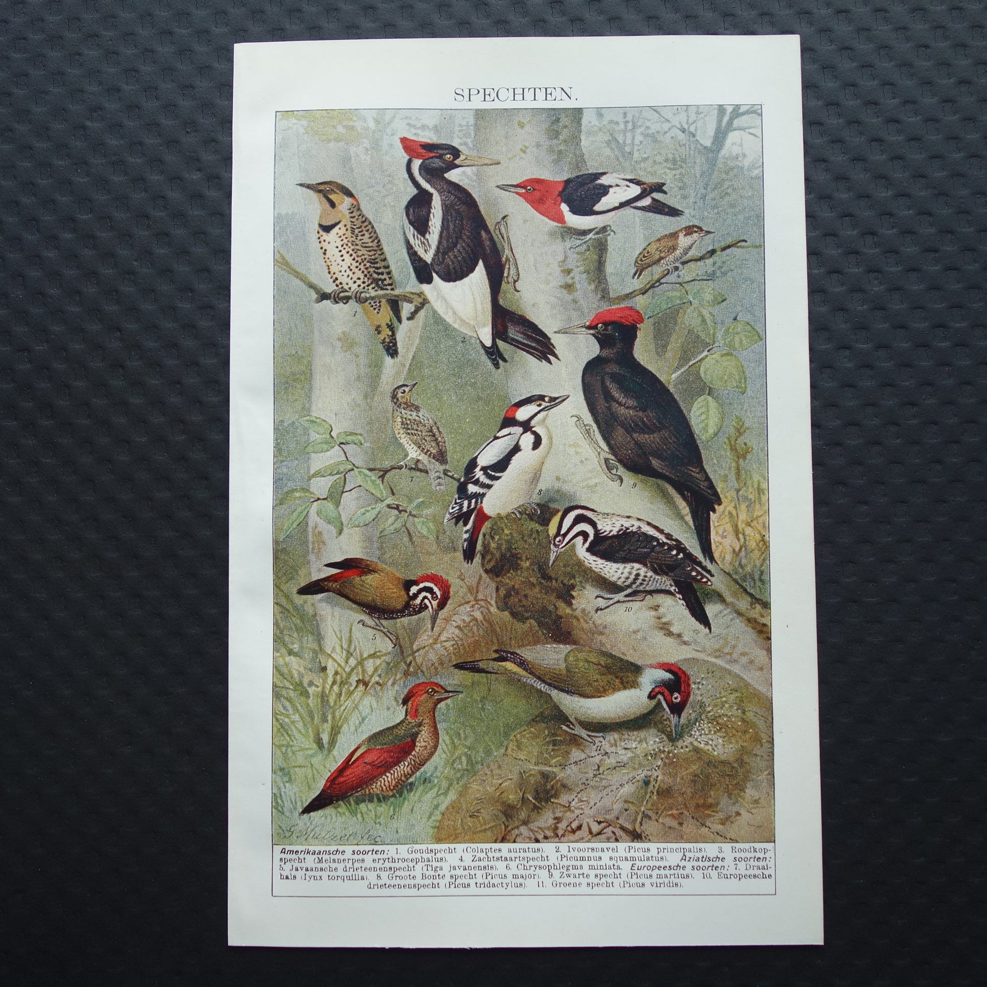 SPECHTEN oude prent uit 1922 Originele antieke specht illustratie vintage prints