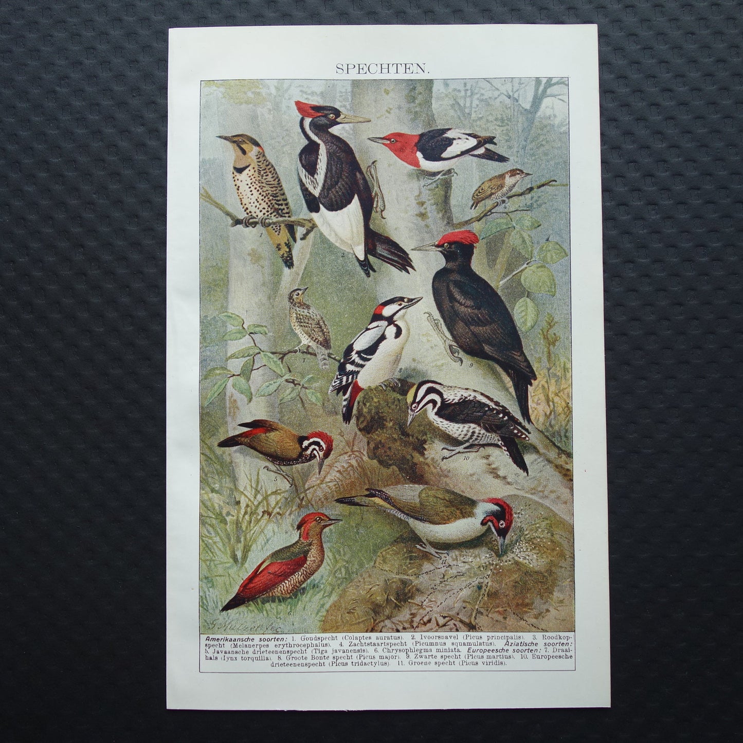 SPECHTEN oude prent uit 1922 Originele antieke specht illustratie vintage prints