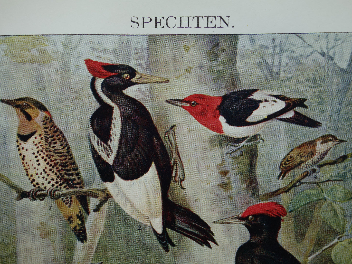 SPECHTEN oude prent uit 1922 Originele antieke specht illustratie vintage prints