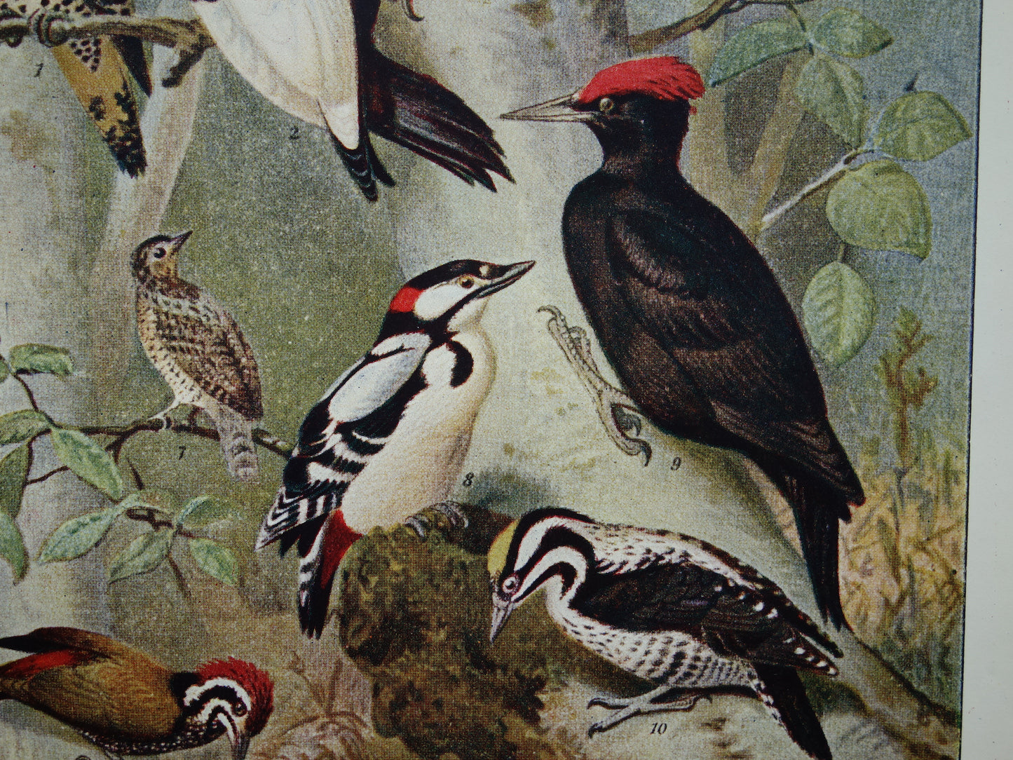 SPECHTEN oude prent uit 1922 Originele antieke specht illustratie vintage prints