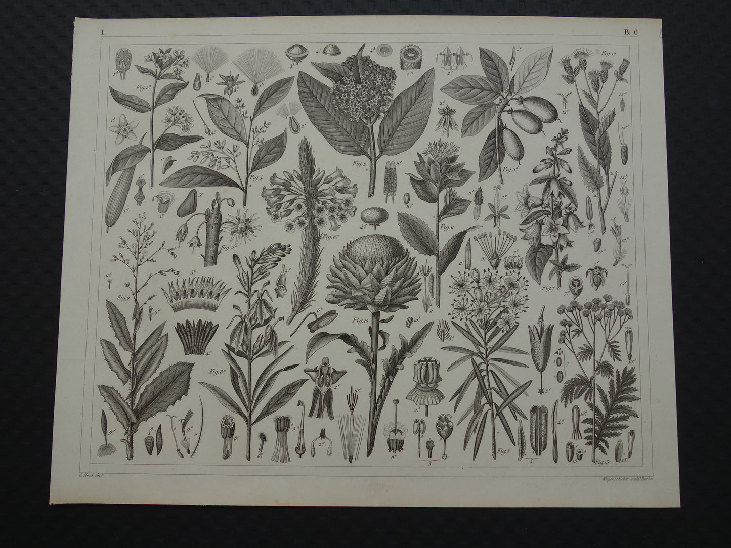 175+ jaar oude botanische print van Artisjok Originele antieke plant illustratie Zijdeplant Boerenwormkruid 