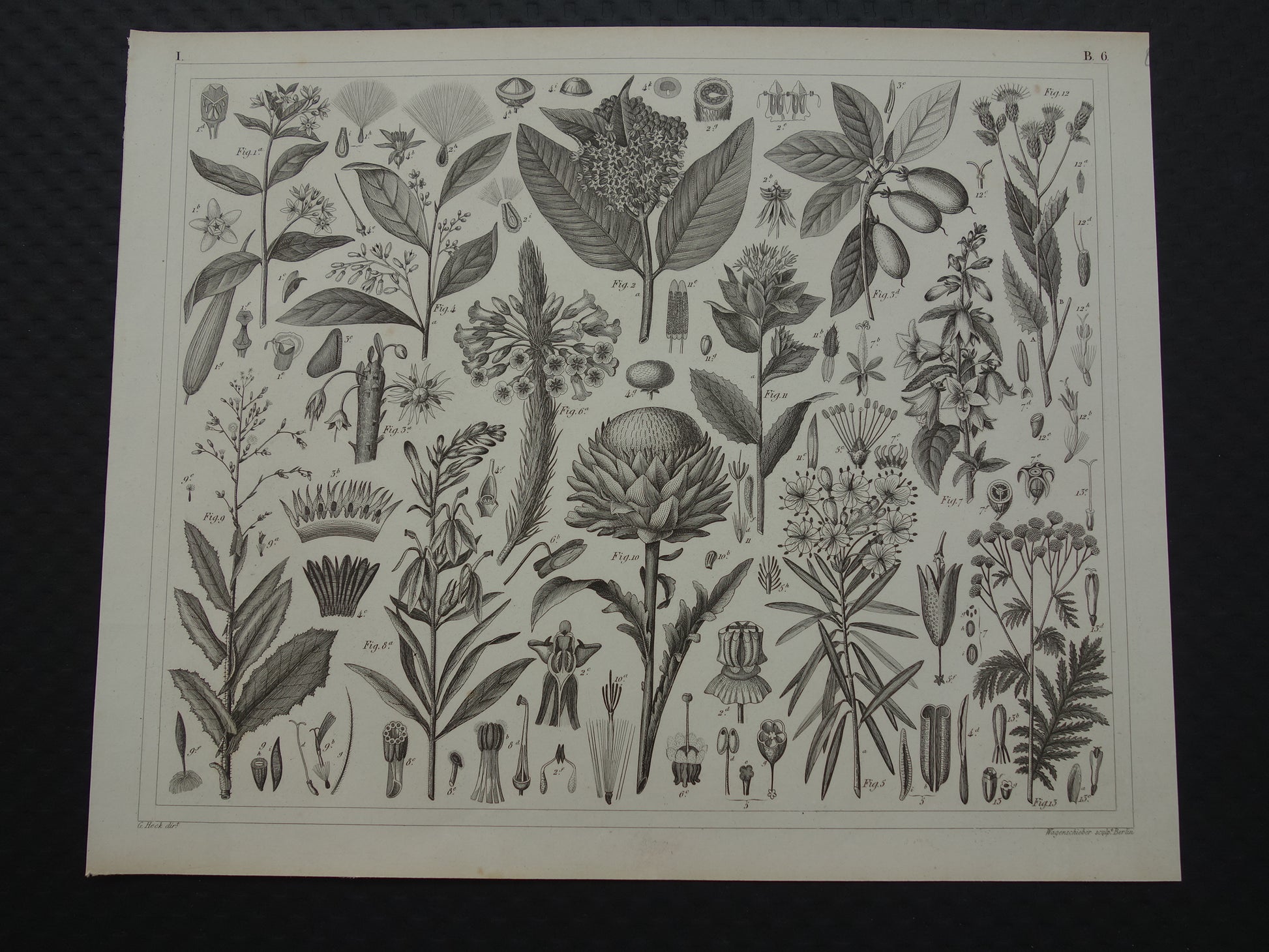 175+ jaar oude botanische print van Artisjok Originele antieke plant illustratie Zijdeplant Boerenwormkruid 