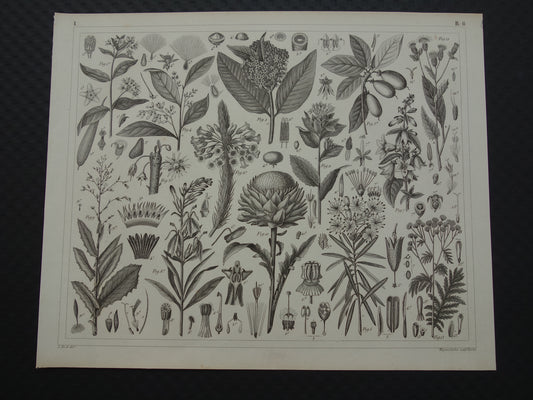 175+ jaar oude botanische print van Artisjok Originele antieke plant illustratie Zijdeplant Boerenwormkruid 