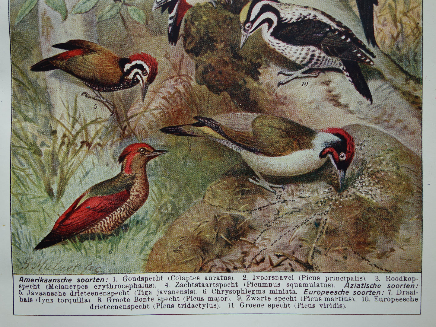 SPECHTEN oude prent uit 1922 Originele antieke specht illustratie vintage prints