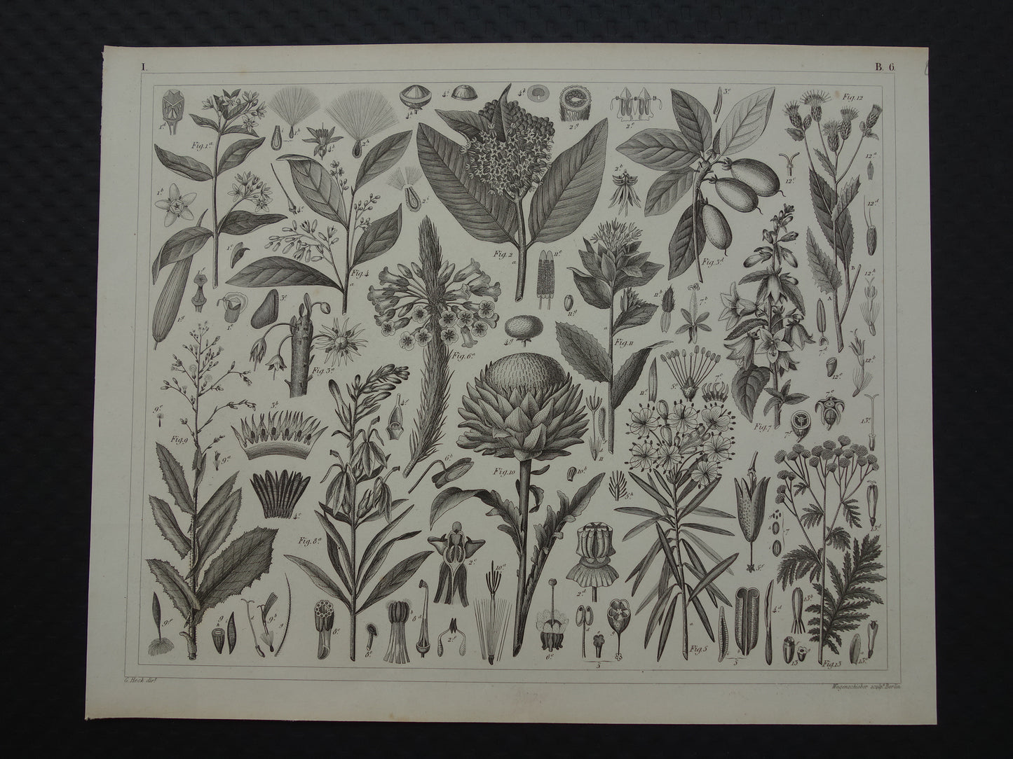 170+ year old botanical print of Artichoke Original antique plant illustration Silk plant Tansy