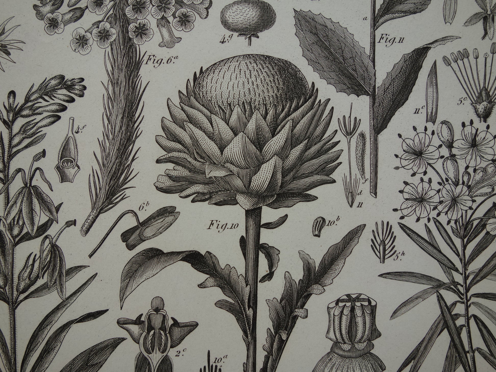 Artisjok antieke prent oude prenten illustratie
