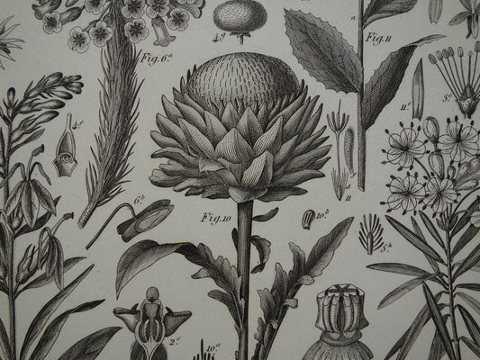 Artisjok antieke prent oude prenten illustratie
