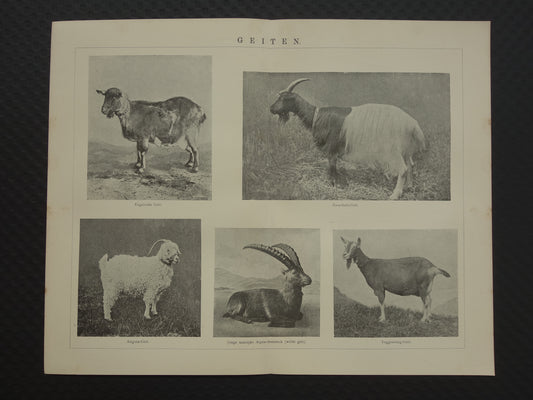 GEITEN Oude dieren prent uit 1907 over Geit Originele antieke Nederlandse illustratie