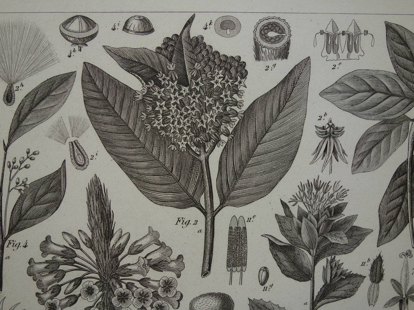 170+ year old botanical print of Artichoke Original antique plant illustration Silk plant Tansy