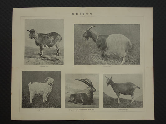 GEITEN Oude dieren prent uit 1907 over Geit Originele antieke Nederlandse illustratie