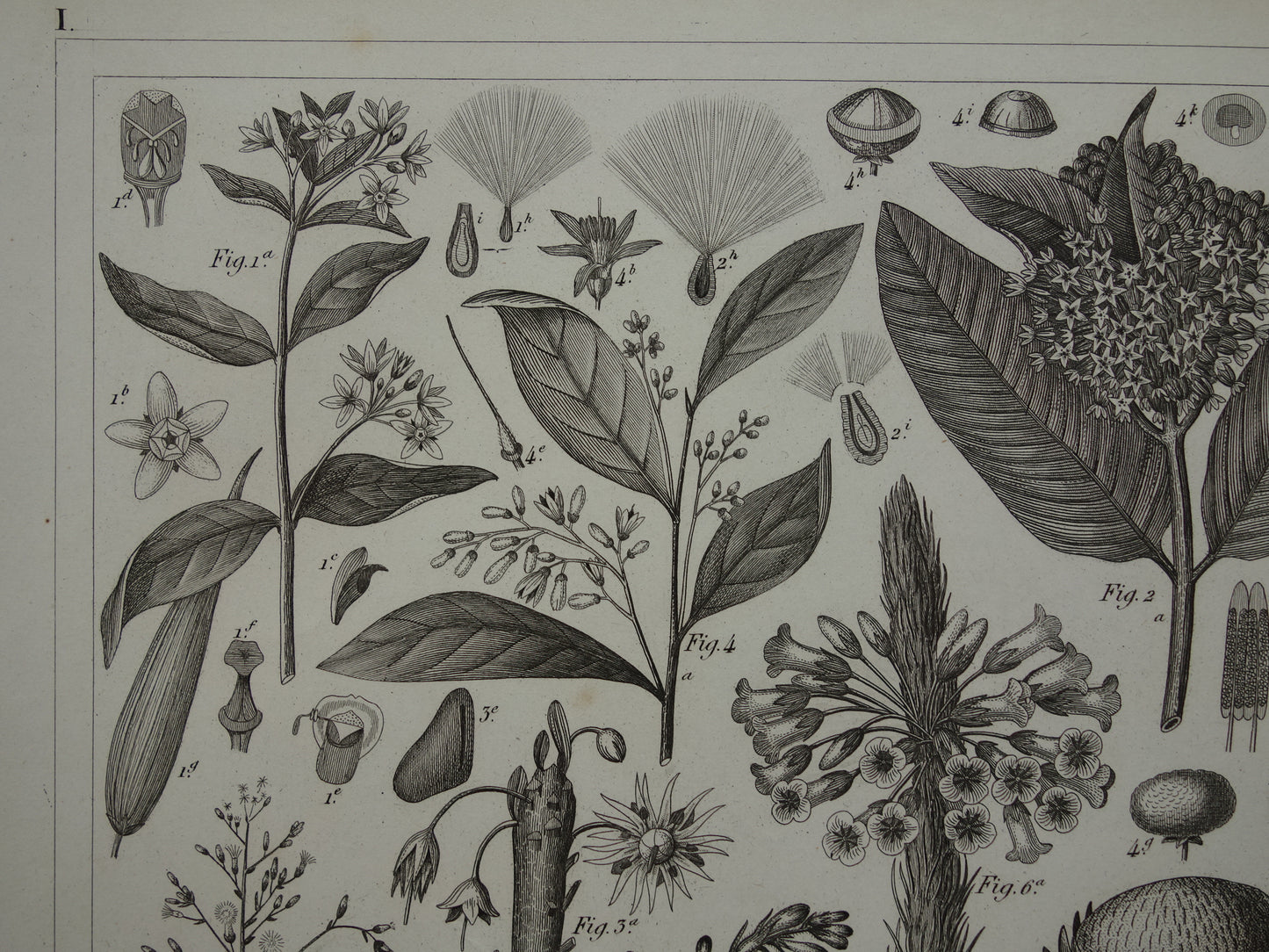 170+ year old botanical print of Artichoke Original antique plant illustration Silk plant Tansy