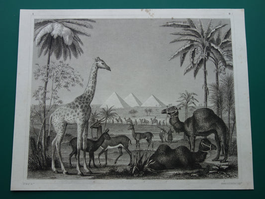 Giraffe oude prent 170+ jaar oude illustratie van giraffen drommedaris kameel vintage dieren print