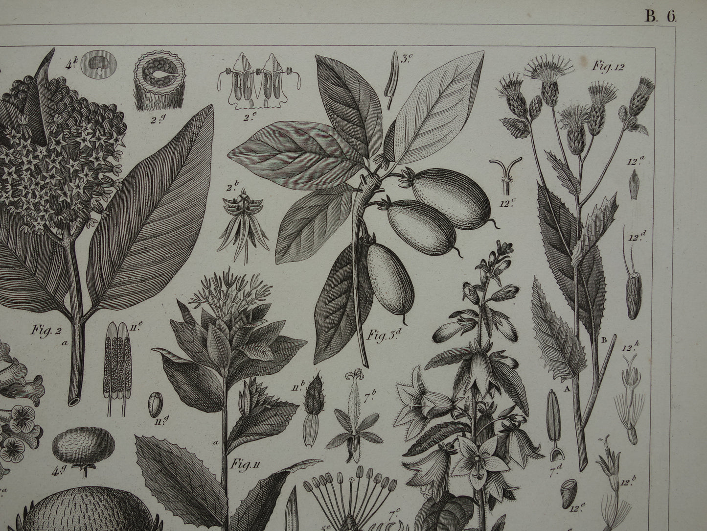 170+ year old botanical print of Artichoke Original antique plant illustration Silk plant Tansy