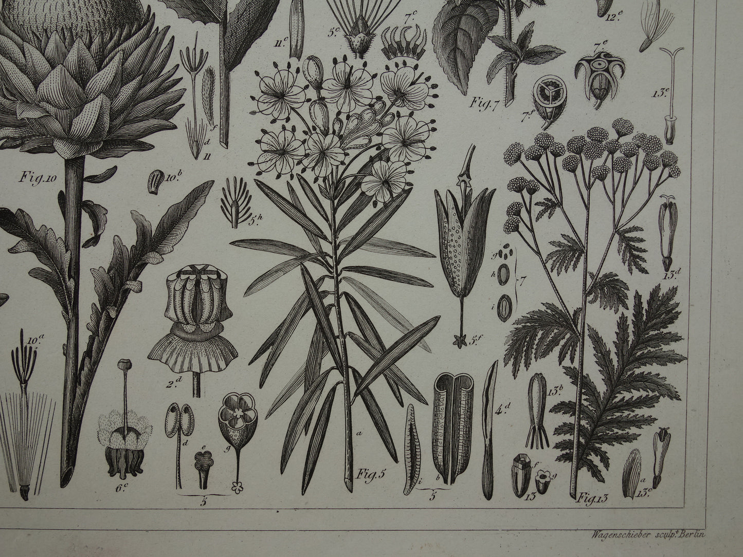 170+ year old botanical print of Artichoke Original antique plant illustration Silk plant Tansy