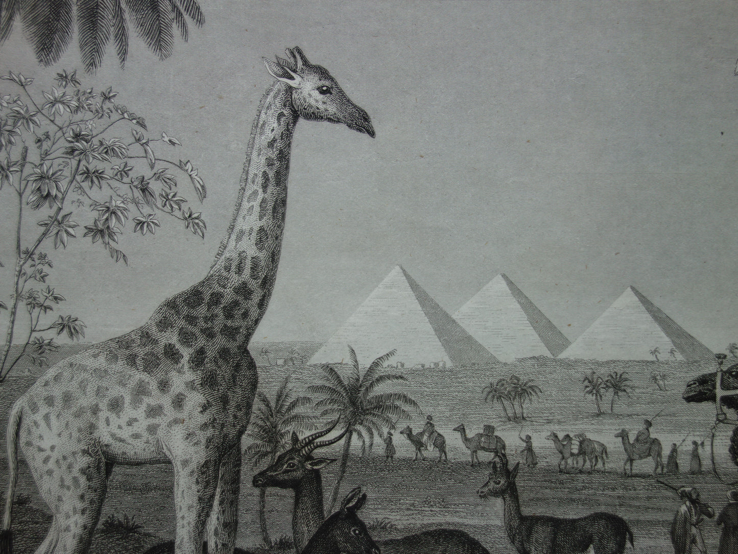 Giraffe oude prent 170+ jaar oude illustratie van giraffen drommedaris kameel vintage dieren print