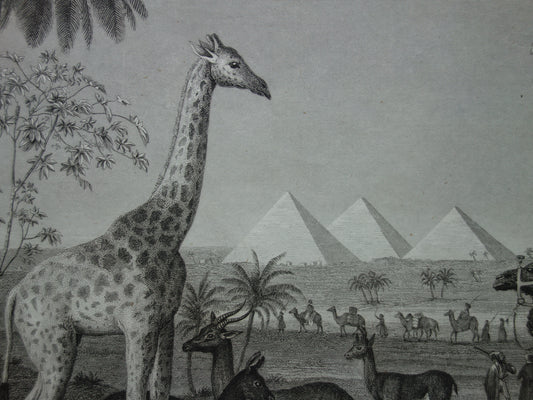 Giraffe old print 170+ years old illustration of giraffes drommedary camel vintage animal print