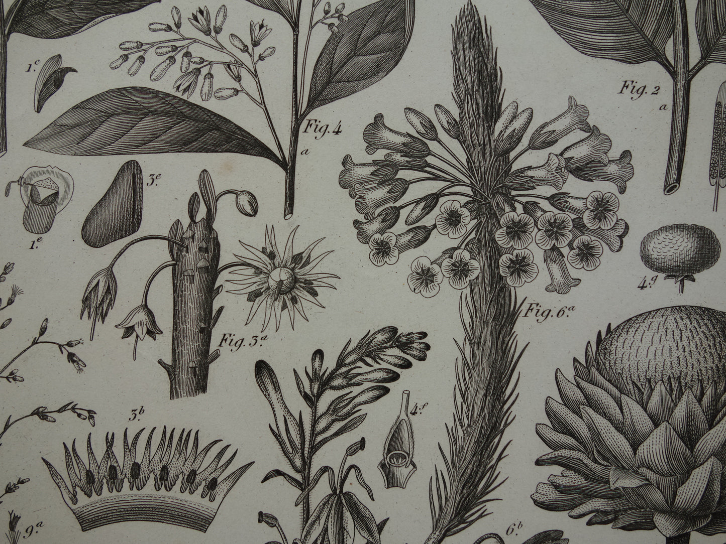 170+ year old botanical print of Artichoke Original antique plant illustration Silk plant Tansy