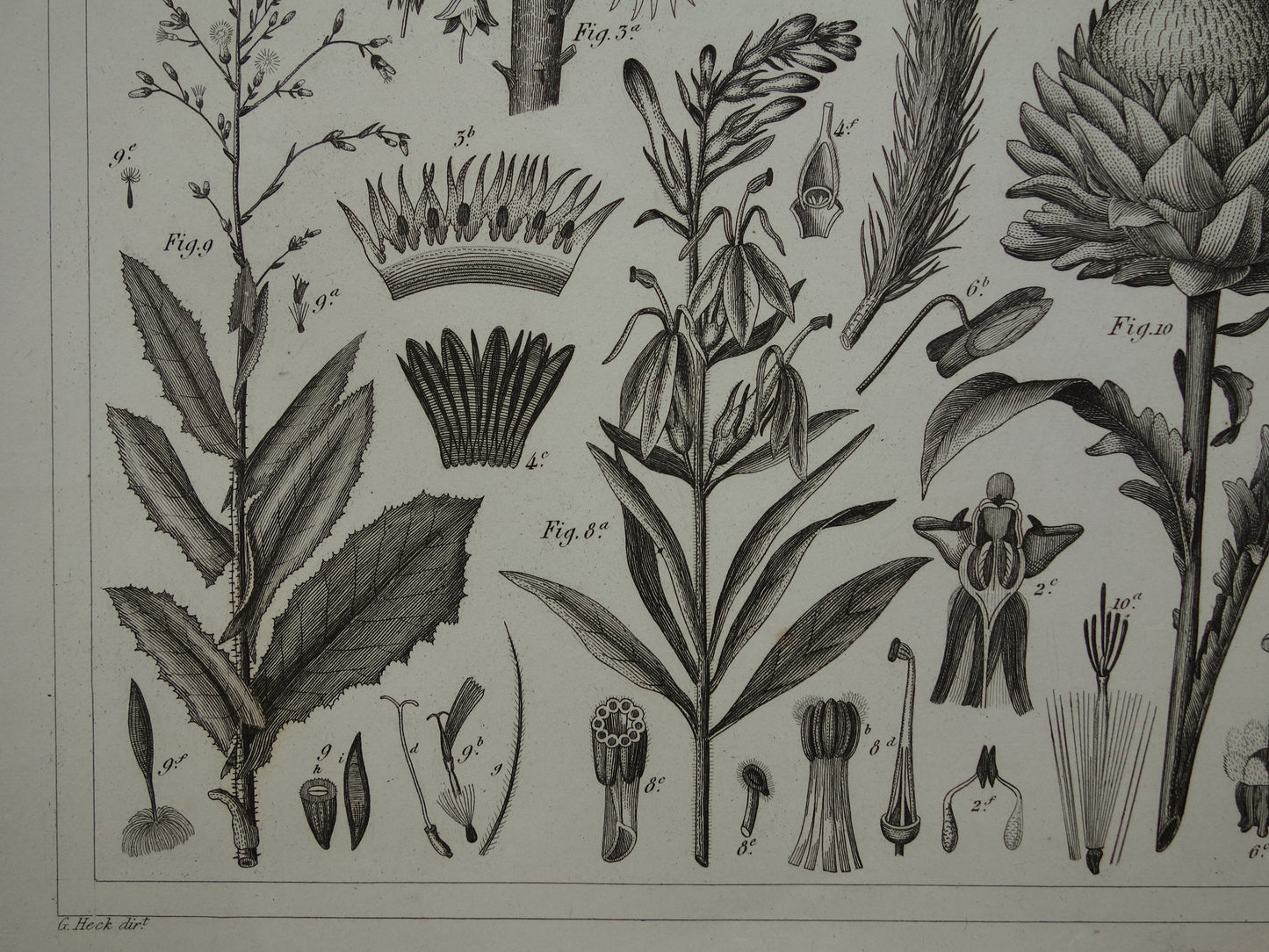 170+ year old botanical print of Artichoke Original antique plant illustration Silk plant Tansy