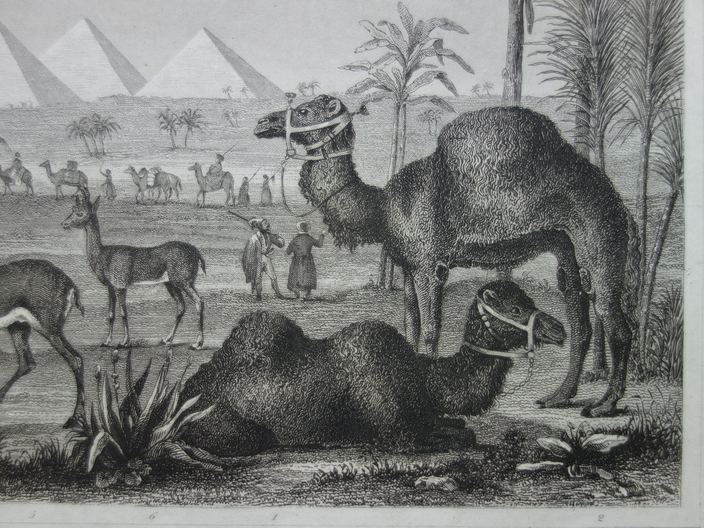 Giraffe oude prent 170+ jaar oude illustratie van giraffen drommedaris kameel vintage dieren print