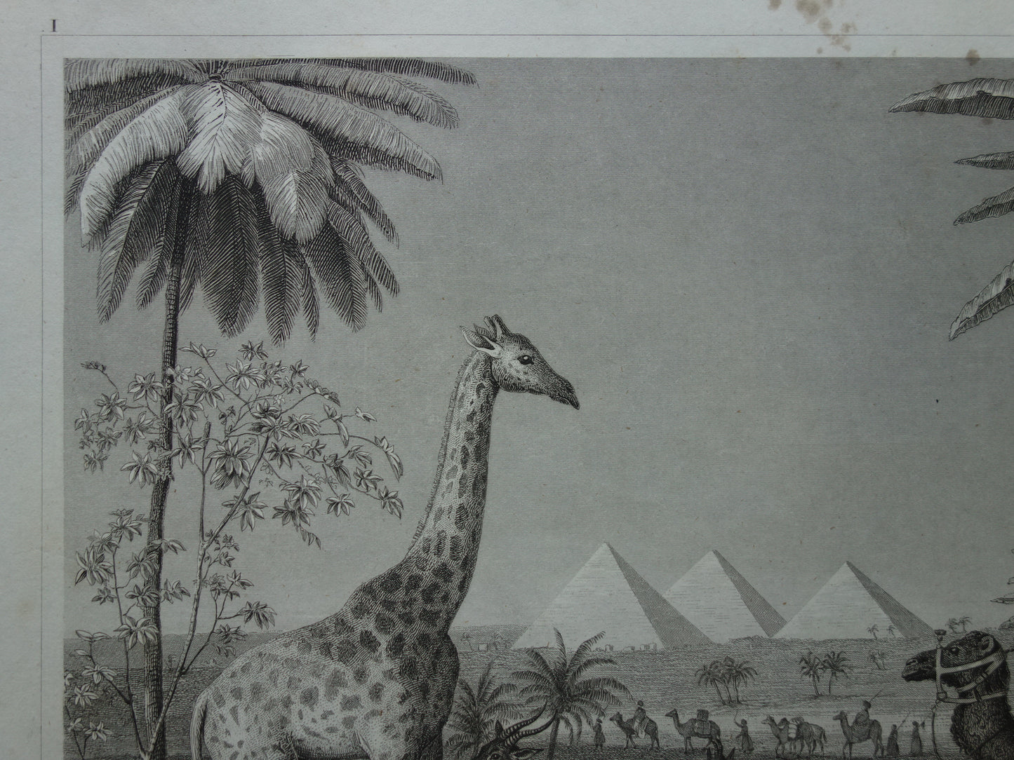 Giraffe oude prent 170+ jaar oude illustratie van giraffen drommedaris kameel vintage dieren print