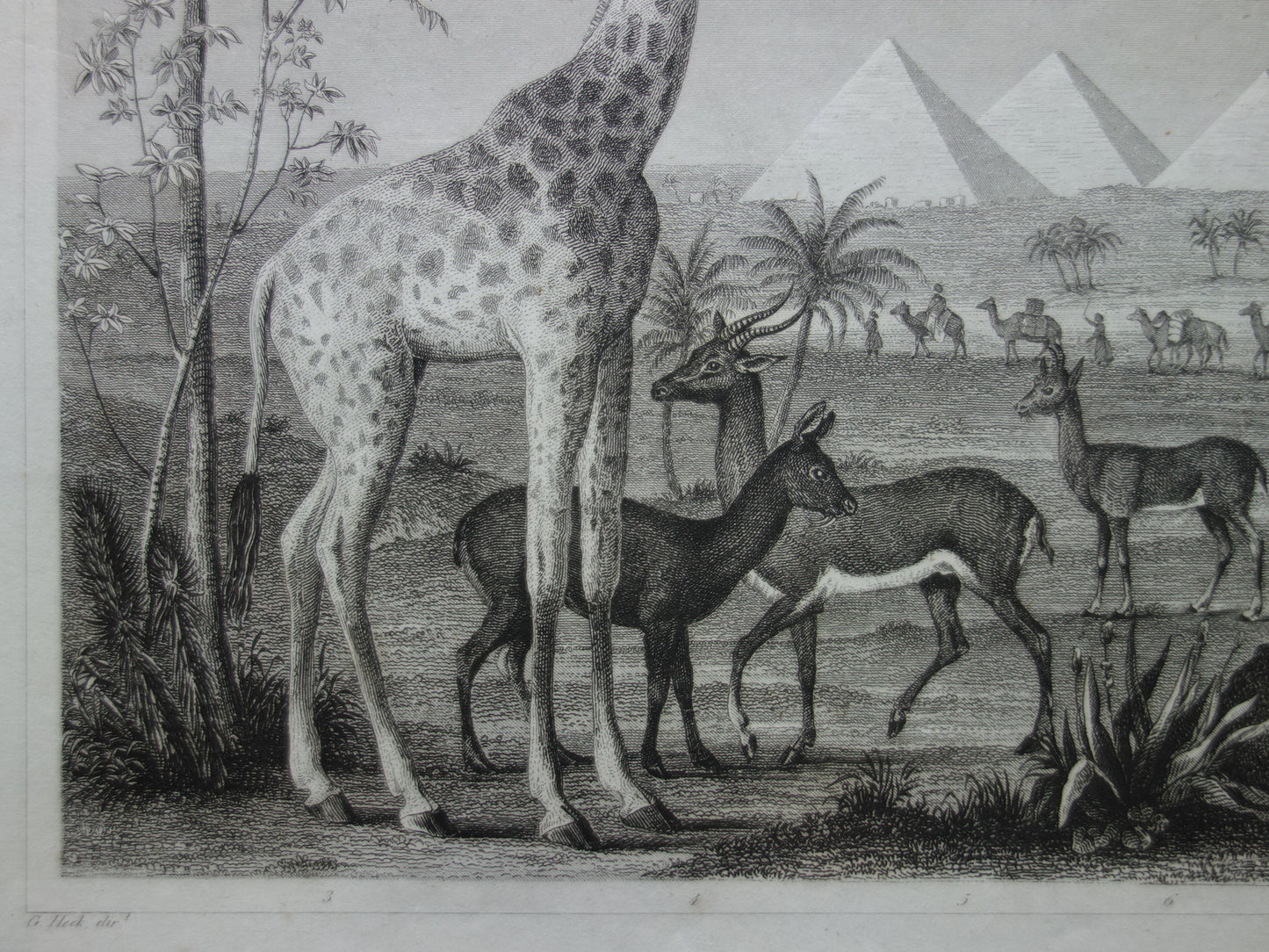 Giraffe oude prent 170+ jaar oude illustratie van giraffen drommedaris kameel vintage dieren print