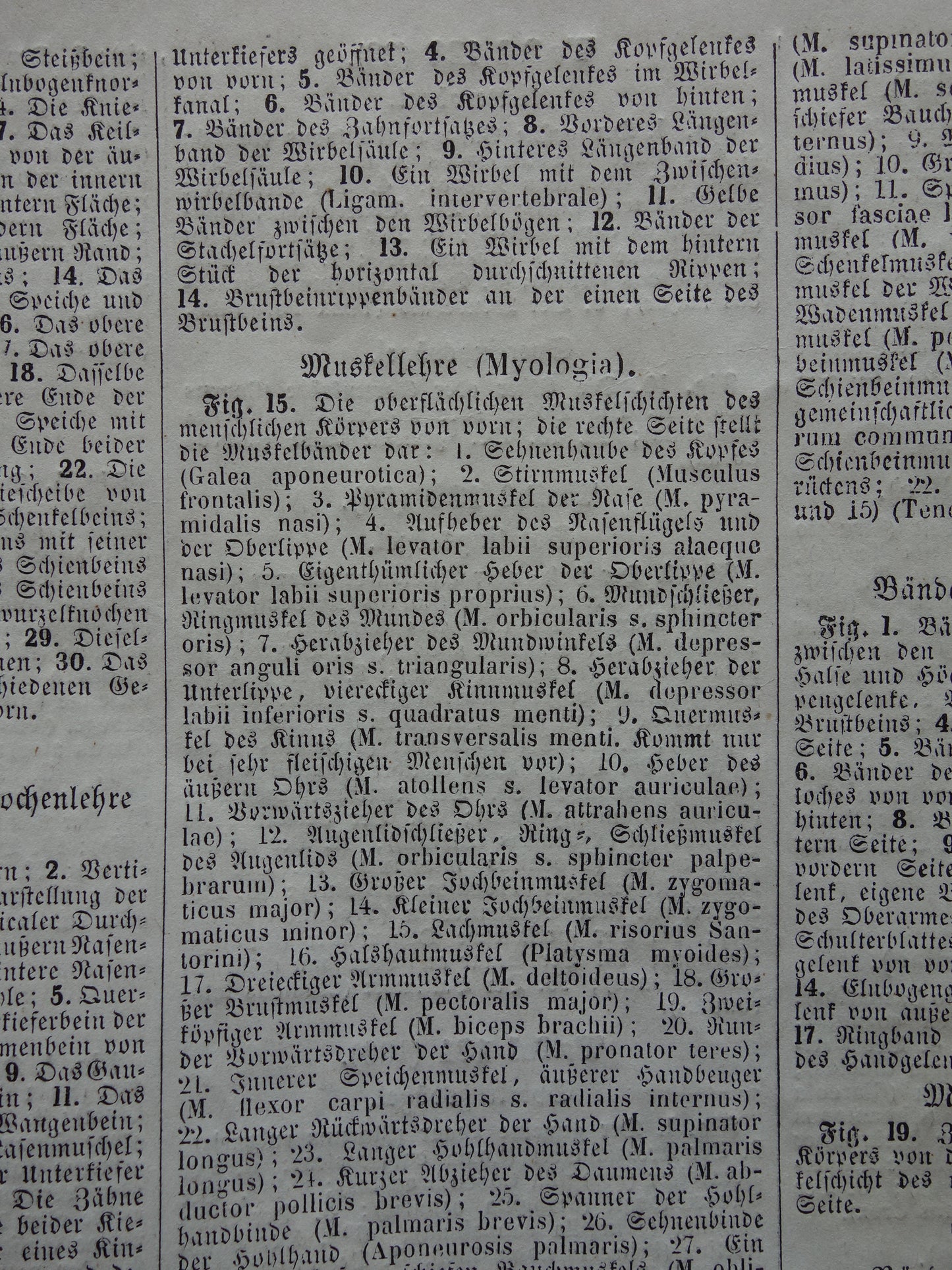 Oude Anatomie Prent Spieren van de Mens Originele 175+ jaar oude Illustratie Vintage Anatomische Prenten