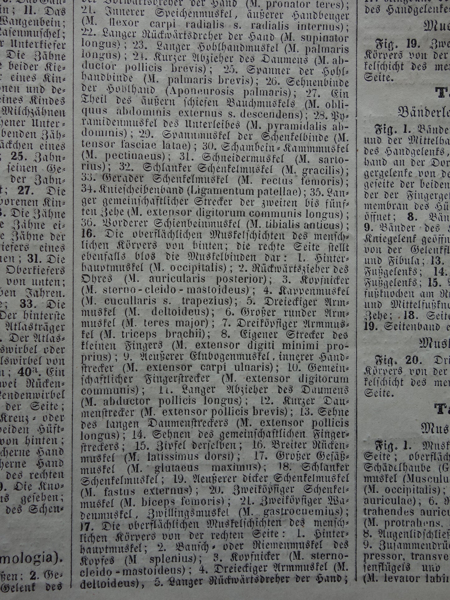 Oude Anatomie Prent Spieren van de Mens Originele 175+ jaar oude Illustratie Vintage Anatomische Prenten