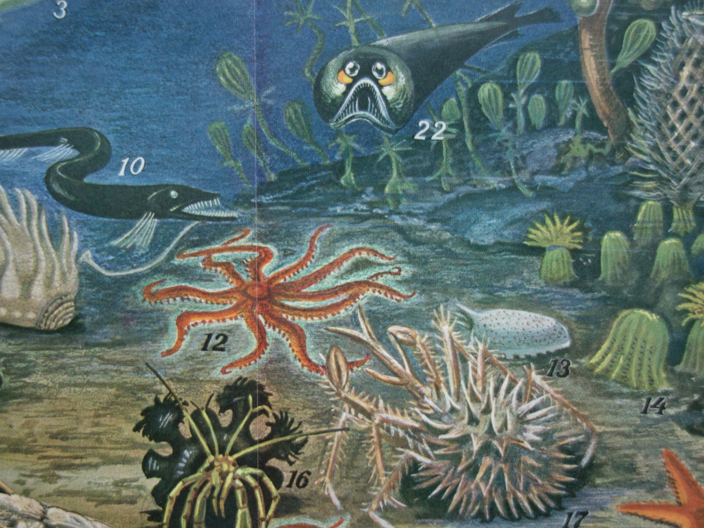 Sea life old animal print from 1933 about deep sea life ocean fish Original antique Dutch illustration print