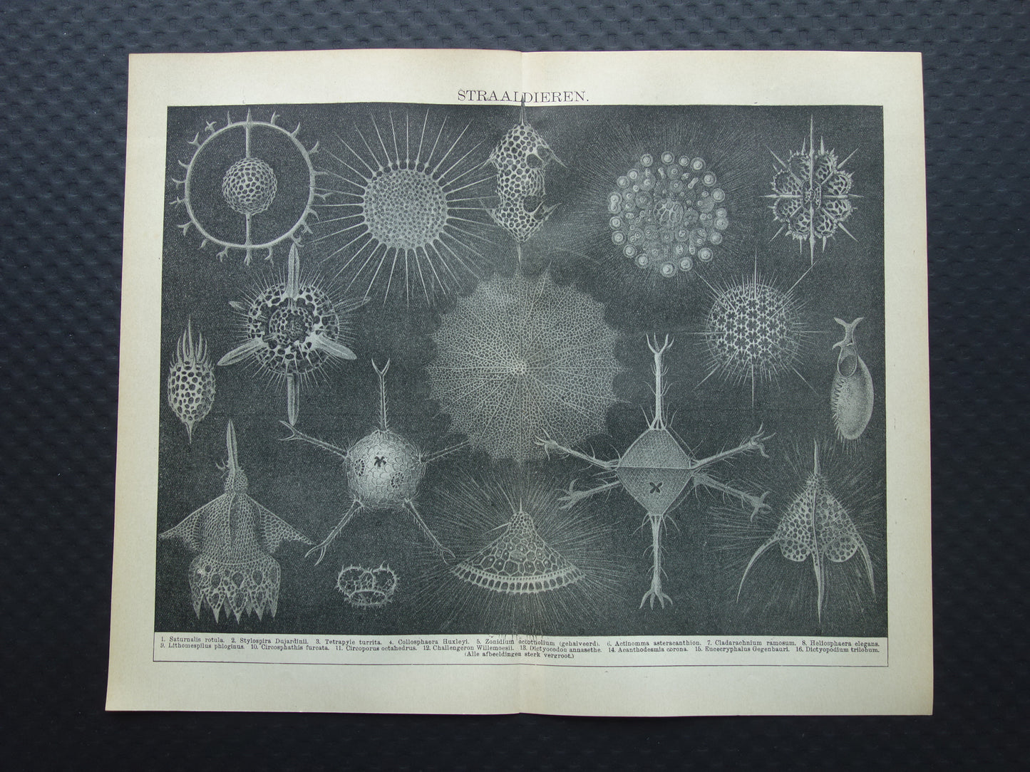 STRAALDIEREN Oude dieren prent Originele antieke Nederlandse illustratie Radiaten Radiolaria Zeeleven Stralendiertjes