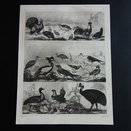 VOGELS antieke prent originele 175+ jaar oude illustratie van kip haan kalkoen kwartel vintage vogel print