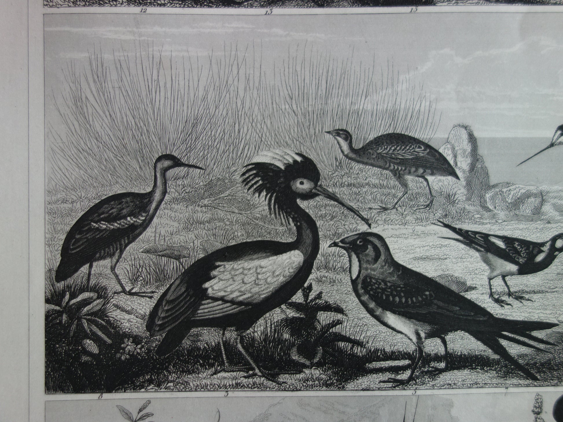 antieke afbeelding illustratie vogels vogel kopen 