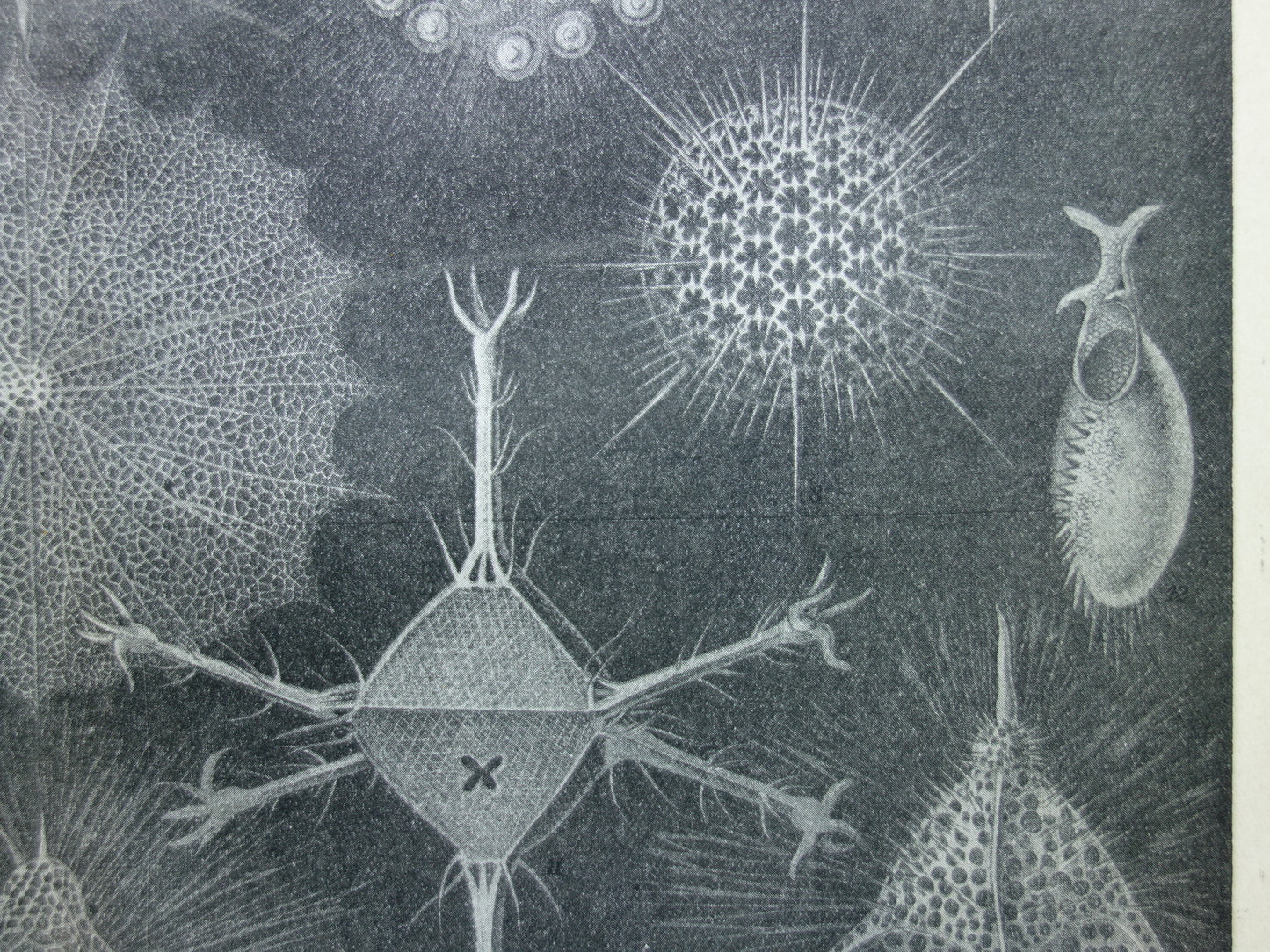 STRAALDIEREN Oude dieren prent Originele antieke Nederlandse illustratie Radiaten Radiolaria Zeeleven Stralendiertjes