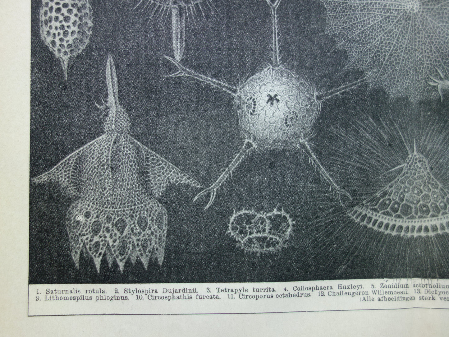 STRAALDIEREN Oude dieren prent Originele antieke Nederlandse illustratie Radiaten Radiolaria Zeeleven Stralendiertjes